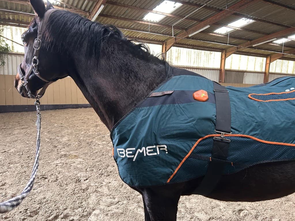 Pferd mit BEMER-Decke in der Halle